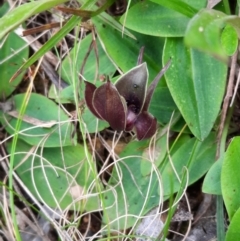 Chiloglottis valida at Cotter River, ACT - 4 Dec 2021