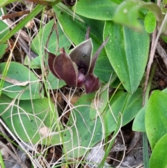 Chiloglottis valida at Cotter River, ACT - 4 Dec 2021