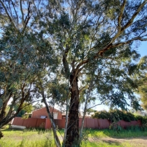 Eucalyptus melliodora at Jerrabomberra, NSW - 2 Dec 2021
