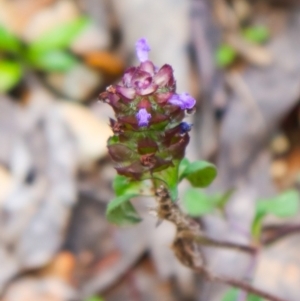 Prunella vulgaris at Cotter River, ACT - 4 Dec 2021 04:46 PM