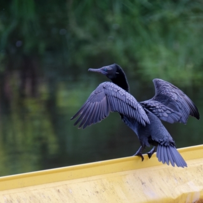 Phalacrocorax sulcirostris (Little Black Cormorant) at Sullivans Creek, Lyneham North - 4 Dec 2021 by RobertD