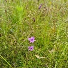 Arthropodium fimbriatum (Nodding Chocolate Lily) at O'Malley, ACT - 5 Dec 2021 by Mike