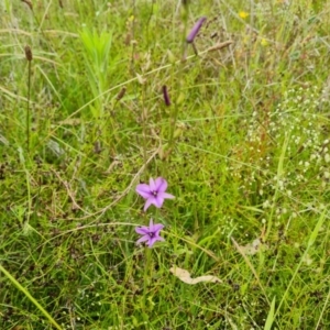 Arthropodium fimbriatum at O'Malley, ACT - 5 Dec 2021