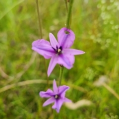 Arthropodium fimbriatum at O'Malley, ACT - 5 Dec 2021 10:26 AM