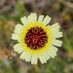 Tolpis barbata (Yellow Hawkweed) at O'Malley, ACT - 4 Dec 2021 by Mike