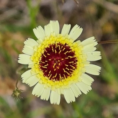 Tolpis barbata (Yellow Hawkweed) at Mount Mugga Mugga - 4 Dec 2021 by Mike