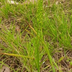 Microtis sp. (Onion Orchid) at O'Connor, ACT - 5 Dec 2021 by LD12