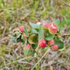 Eucalyptus insect gall at O'Malley, ACT - 5 Dec 2021 by Mike