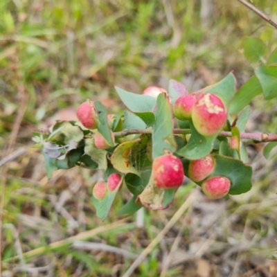 Eucalyptus insect gall at O'Malley, ACT - 5 Dec 2021 by Mike