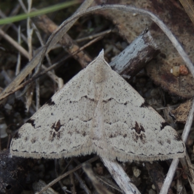 Dichromodes estigmaria (Pale Grey Heath Moth) at Paddys River, ACT - 30 Nov 2021 by MichaelBedingfield