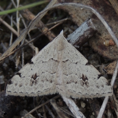 Dichromodes estigmaria (Pale Grey Heath Moth) at Tidbinbilla Nature Reserve - 30 Nov 2021 by michaelb