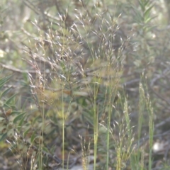 Aira elegantissima (Delicate Hairgrass) at Conder, ACT - 20 Oct 2021 by michaelb