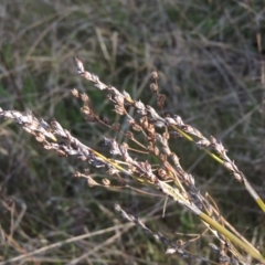 Lepidosperma laterale (Variable Sword Sedge) at Conder, ACT - 20 Oct 2021 by MichaelBedingfield