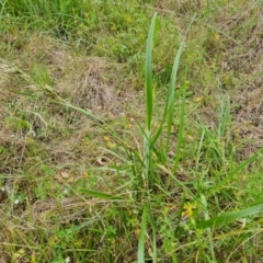 Lolium arundinaceum (Tall Fescue) at O'Malley, ACT - 5 Dec 2021 by Mike