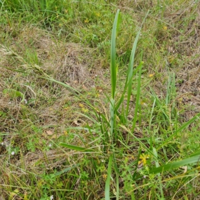 Lolium arundinaceum (Tall Fescue) at O'Malley, ACT - 5 Dec 2021 by Mike