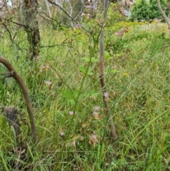 Dianella longifolia (Pale Flax Lily) at O'Malley, ACT - 5 Dec 2021 by Mike