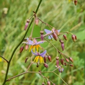 Dianella longifolia at O'Malley, ACT - 5 Dec 2021 10:57 AM