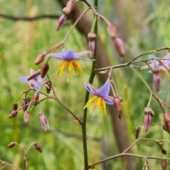 Dianella longifolia at O'Malley, ACT - 5 Dec 2021 10:57 AM