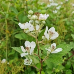 Rubus anglocandicans (Blackberry) at O'Malley, ACT - 5 Dec 2021 by Mike