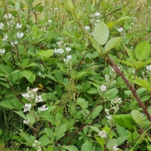 Rubus anglocandicans at O'Malley, ACT - 5 Dec 2021 10:48 AM