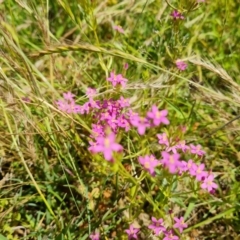 Centaurium erythraea (Common Centaury) at Jerrabomberra, ACT - 4 Dec 2021 by Mike