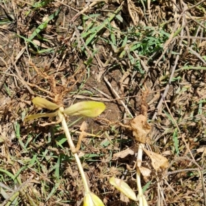 Centaurium erythraea at Jerrabomberra, ACT - 4 Dec 2021 11:08 AM