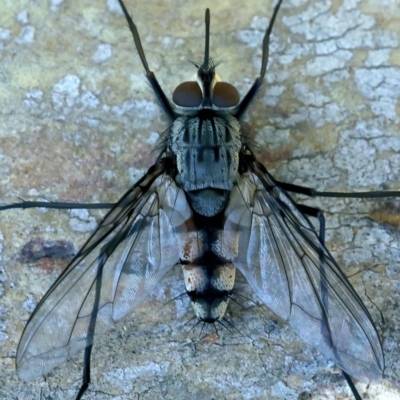 Prosena sp. (genus) (A bristle fly) at Mount Ainslie - 9 Nov 2021 by jb2602