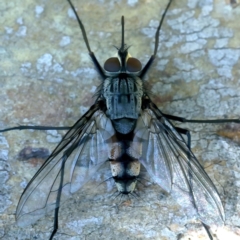 Prosena sp. (genus) at Hackett, ACT - 9 Nov 2021