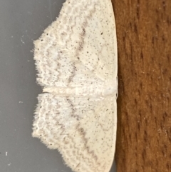 Scopula perlata at Jerrabomberra, NSW - 5 Dec 2021