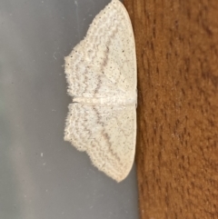 Scopula perlata at Jerrabomberra, NSW - suppressed