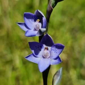 Thelymitra simulata at Cotter River, ACT - 4 Dec 2021