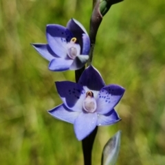 Thelymitra simulata (Graceful Sun-orchid) at Cotter River, ACT - 4 Dec 2021 by RobG1