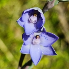 Thelymitra simulata at Cotter River, ACT - 4 Dec 2021