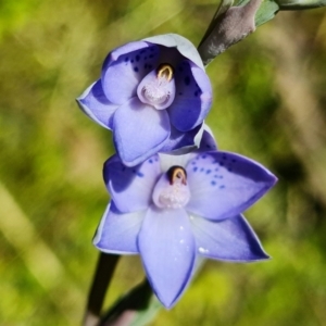 Thelymitra simulata at Cotter River, ACT - 4 Dec 2021