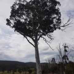 Eucalyptus dalrympleana subsp. dalrympleana (Mountain Gum) at Mt Holland - 23 Oct 2021 by danswell