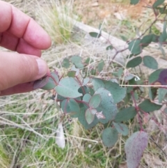 Eucalyptus dalrympleana subsp. dalrympleana at Tinderry, NSW - 23 Oct 2021
