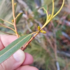 Eucalyptus dalrympleana subsp. dalrympleana at Tinderry, NSW - 23 Oct 2021