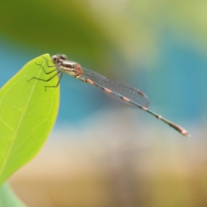 Austrolestes leda at Wodonga, VIC - 5 Dec 2021