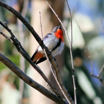 Dicaeum hirundinaceum (Mistletoebird) at Yackandandah, VIC - 4 Dec 2021 by KylieWaldon