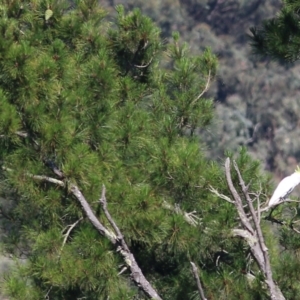 Cacatua galerita at Yackandandah, VIC - 5 Dec 2021 07:53 AM