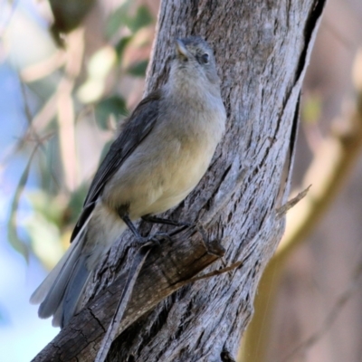 Colluricincla harmonica (Grey Shrikethrush) at Yackandandah, VIC - 5 Dec 2021 by KylieWaldon