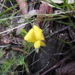 Gompholobium huegelii (pale wedge–pea) at Rossi, NSW - 5 Dec 2021 by Liam.m