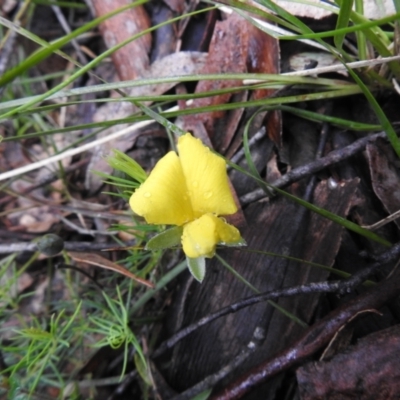 Gompholobium huegelii (pale wedge–pea) at Tallaganda State Forest - 5 Dec 2021 by Liam.m