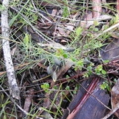 Gompholobium huegelii at Rossi, NSW - 5 Dec 2021