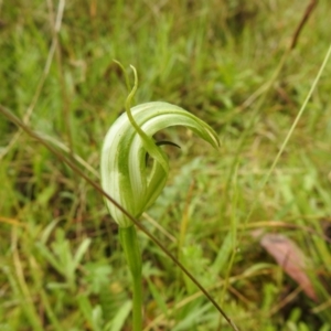 Pterostylis monticola at Rossi, NSW - 5 Dec 2021