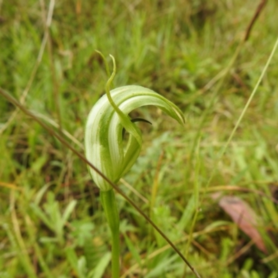 Pterostylis monticola (Large Mountain Greenhood) at Rossi, NSW - 4 Dec 2021 by Liam.m