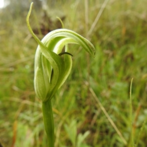 Pterostylis monticola at Rossi, NSW - 5 Dec 2021