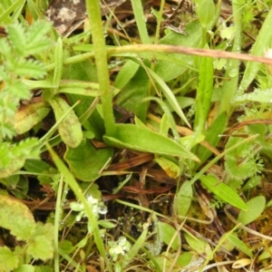 Pterostylis monticola at Rossi, NSW - 5 Dec 2021