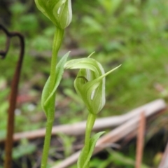 Pterostylis monticola (TBC) at Rossi, NSW - 4 Dec 2021 by Liam.m