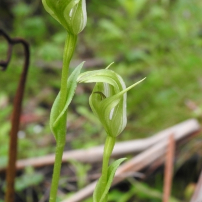 Pterostylis sp. (A Greenhood) at Tallaganda State Forest - 4 Dec 2021 by Liam.m